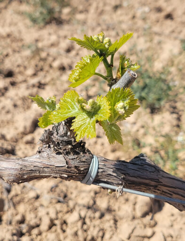 Budding in Serra