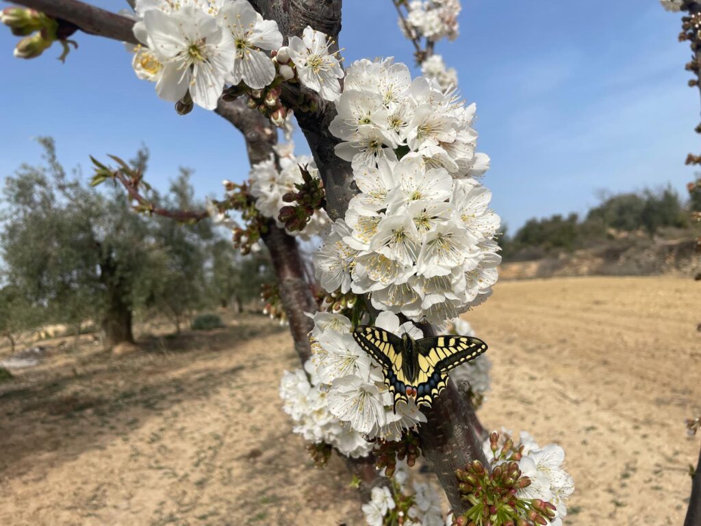 flowering on the peach tree