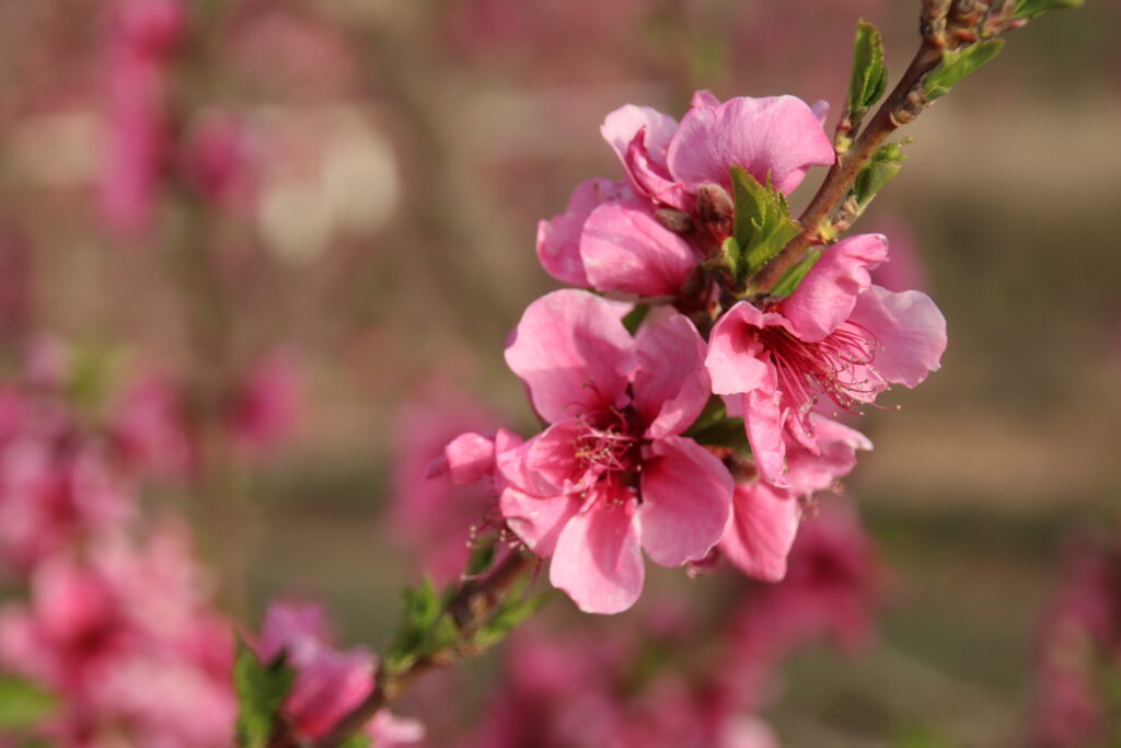 flowering in the river